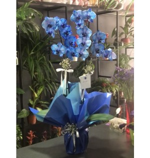Blue Orchid Çift Dal Mavi Orkide
